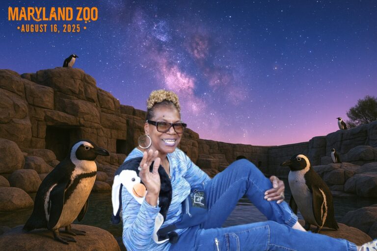 guest having fun with digital background and penguins