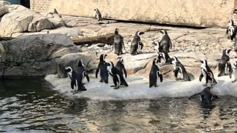 photo booth night under the stars- guests enjoying the carousel at the Maryland zoo photo booth event